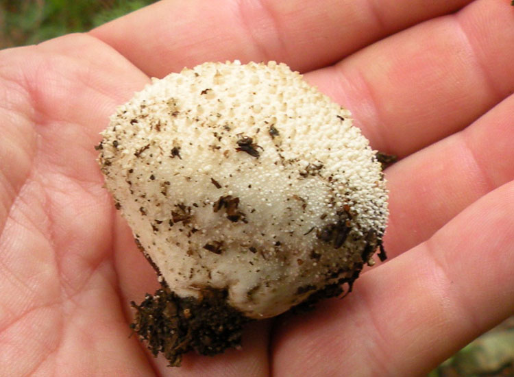 Lycoperdon e dintorni